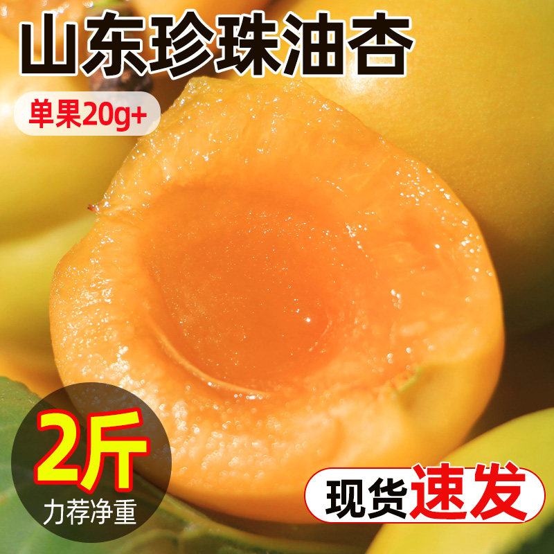 正宗山东珍珠油杏原产地应当季