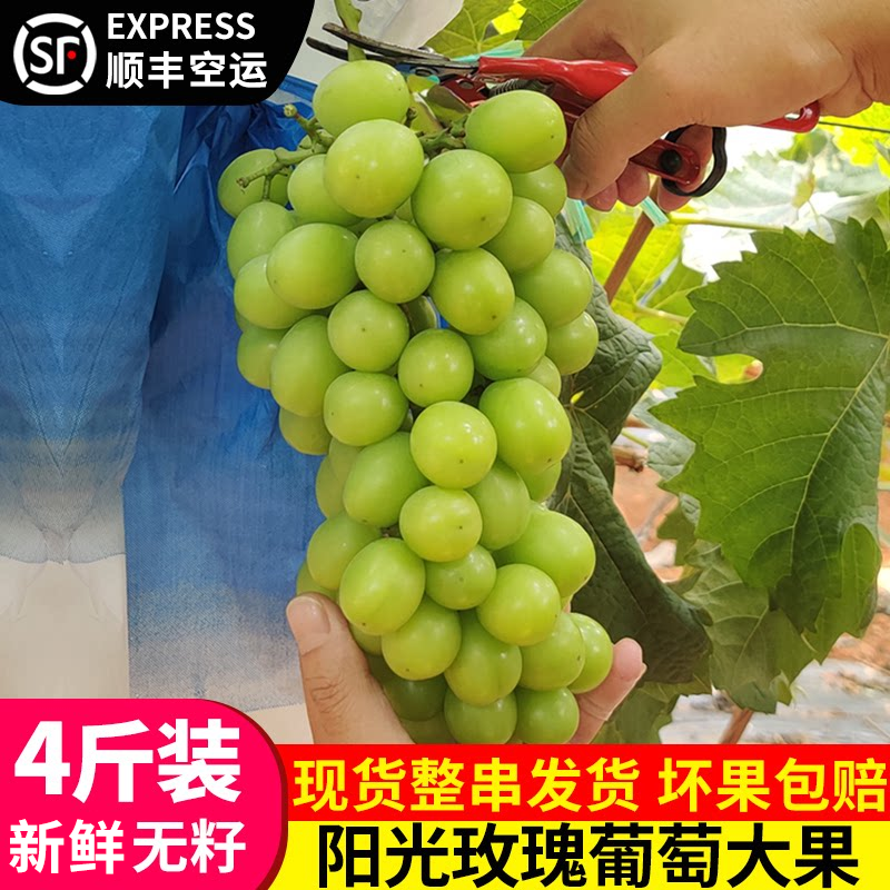 云南阳光玫瑰葡萄顺丰快递青提子新鲜水果应当季现摘晴香现货速发