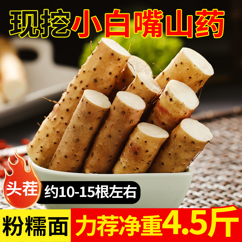 河北蠡县小白嘴山药现货速发