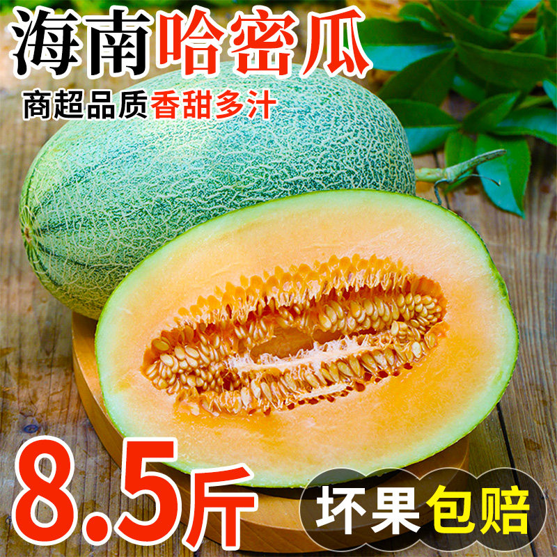 海南哈密瓜沙地新鲜水果应当季原产地当季时令西州蜜脆甜多汁速发,水产肉类/新鲜蔬果/熟食,哈密瓜,淘宝优惠券,粉丝福利购,淘宝优惠卷