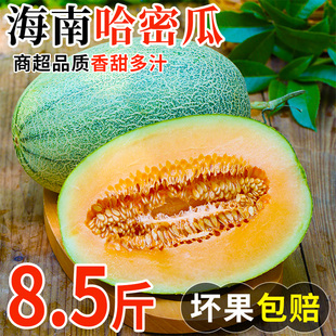 海南哈密瓜沙地新鲜水果应当季原产地当季时令西州蜜脆甜多汁速发