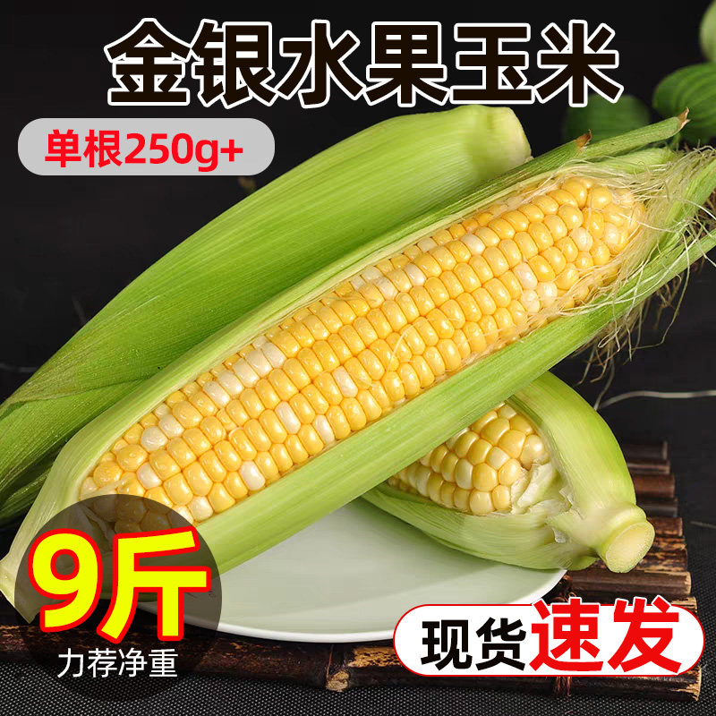 云南金银双色水果玉米原产地玉米