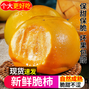 正宗广西脆柿原产地应当季新鲜水果香脆可口园地现采摘整箱包邮发