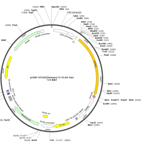 pCMV-NTNG2(human)-3×FLAG-Neo