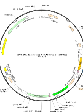 pLV3-CMV-Id1(mouse)-3×FLAG-EF1a-CopGFP-Neo