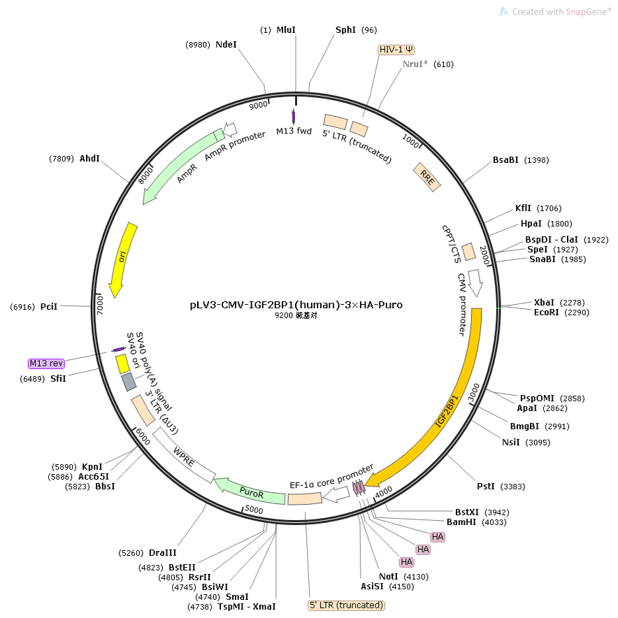 pLV3-CMV-IGF2BP1(human)-3×HA-Puro