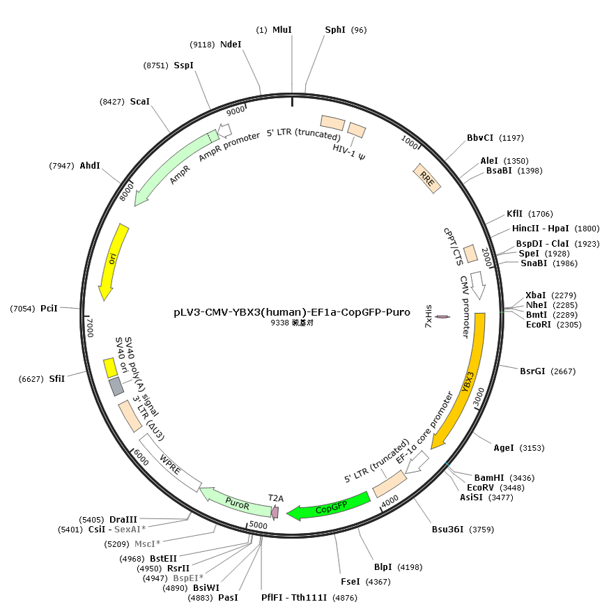 pLV3-CMV-YBX3(human)-EF1a-CopGFP-Puro