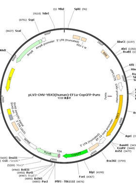 pLV3-CMV-YBX3(human)-EF1a-CopGFP-Puro