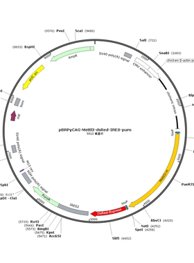 pBRPyCAG-Mettl3-dsRed-IRES-Puro