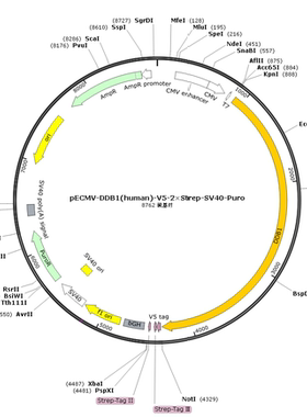 pECMV-DDB1(human)-V5-2×Strep-SV40-Puro