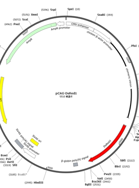 pCAG-DsRed1