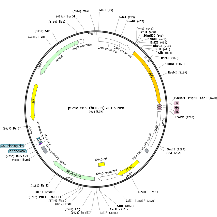 pCMV-YBX1(human)-3×HA-Neo
