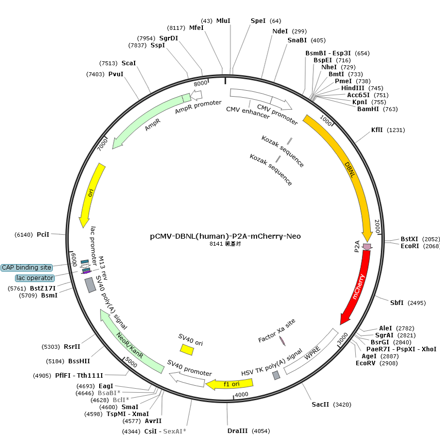 pCMV-DBNL(human)-P2A-mCherry-Neo