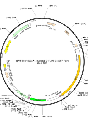 pLV3-CMV-SLC5A1(human)-3×FLAG-CopGFP-Puro