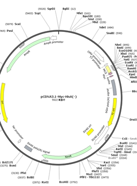 pCDNA3.1-Myc-HisA(-)