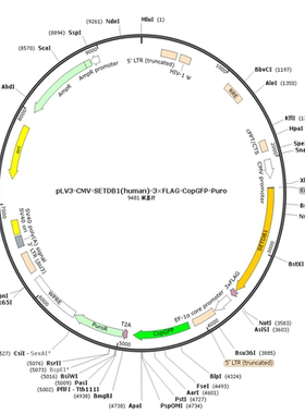 pLV3-CMV-SETDB1(human)-3×FLAG-CopGFP-Puro