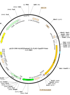 pLV3-CMV-ALAS2(human)-3×FLAG-CopGFP-Puro