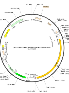 pLV3-CMV-DHX16(human)-3×FLAG-CopGFP-Puro