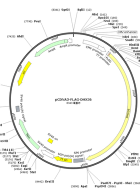pCDNA3-FLAG-DHX36