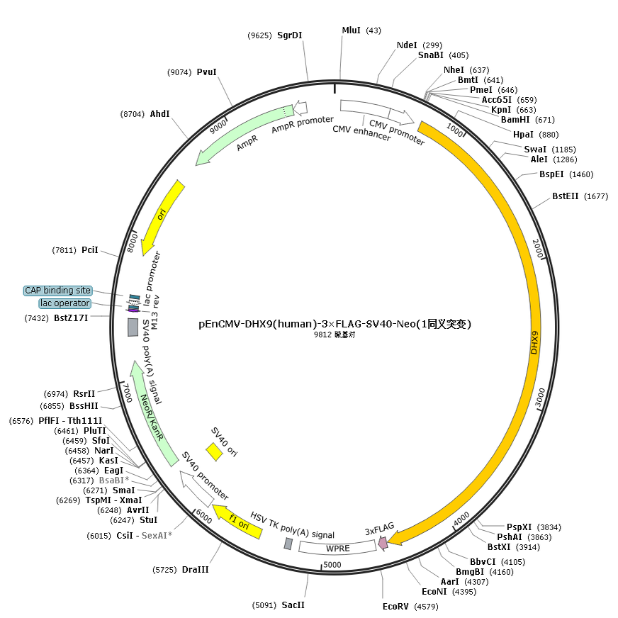 pEnCMV-DHX9(human)-3×FLAG-SV40-Neo(1同义突变)