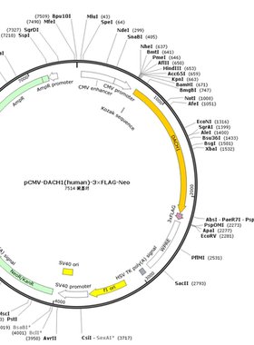 pCMV-DACH1(human)-3×FLAG-Neo