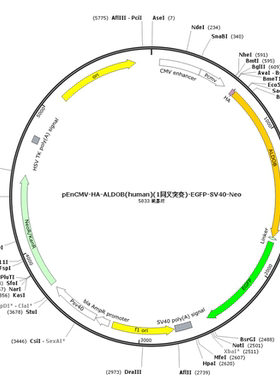 pEnCMV-HA-ALDOB(human)(1同义突变)-EGFP-SV40-Neo