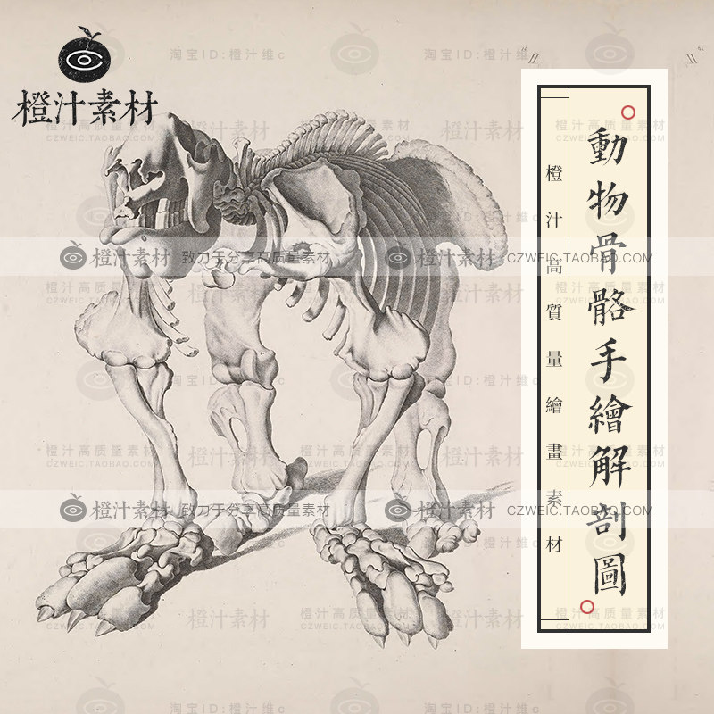 动物骨骼手绘解剖图 德国素描版画绘画高清电子图片资料设计素材