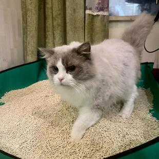 出远门便携猫砂盆超级大号猫砂盆耐磨折叠双面防水猫咪猫砂盆