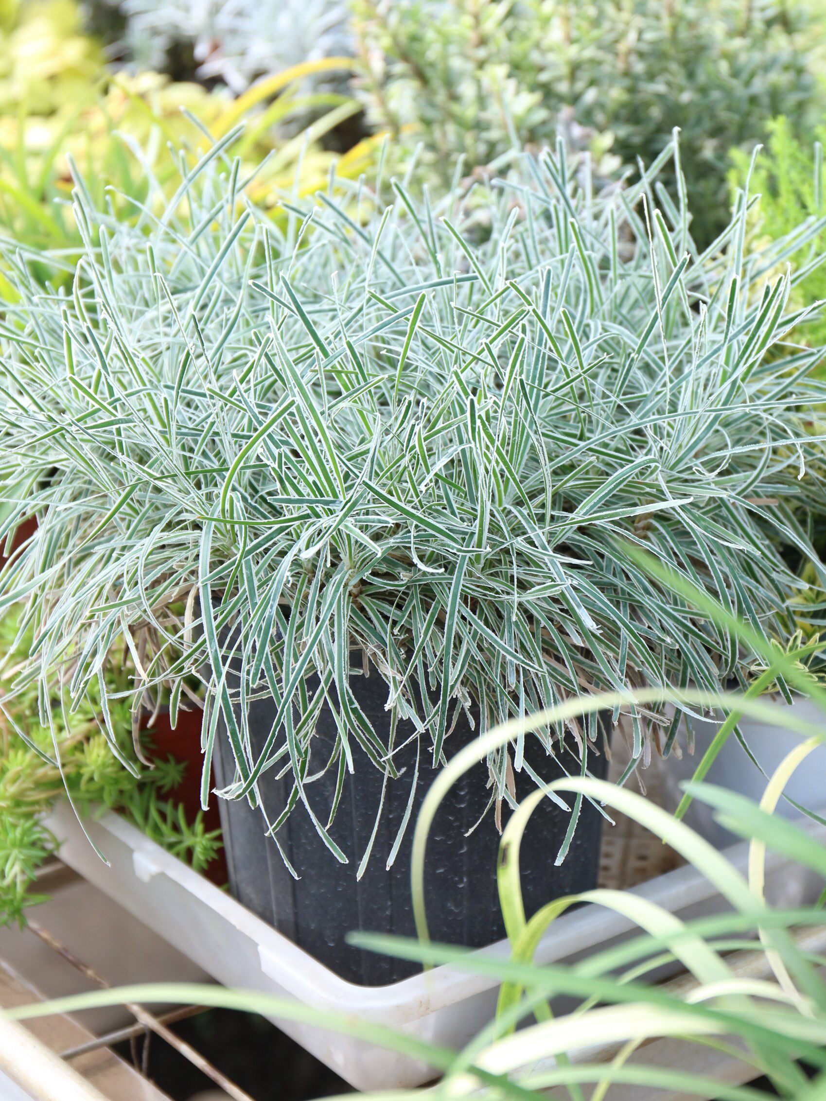 欣欣花园 冰晶草  观赏草宿根植物