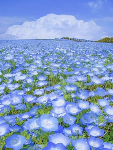 欣欣花园 喜林草盆栽 纯净蓝色小花 好养易爆花