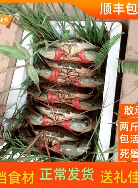 同安煎蟹两斤青蟹公母肉蟹奄仔蟹