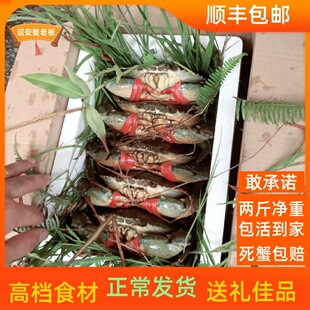 东山岛青蟹鲜活螃蟹 菜鲟蟹公蟹母蟹肉蟹奄仔蟹 两斤装净重4~6只