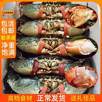 东山岛野生青蟹海鲜水产鲜活大螃蟹2斤4-6只公母肉蟹奄仔蟹菜鲟蟹