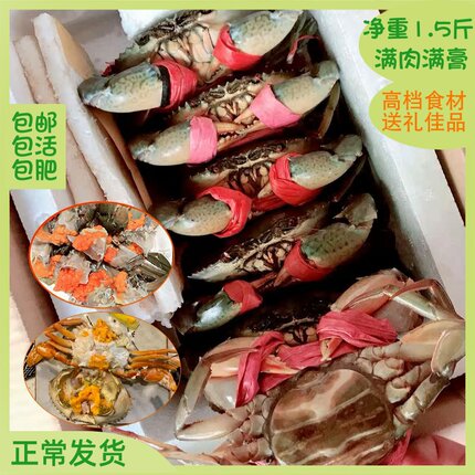 东山岛野生青蟹海鲜水产鲜活特大红膏蟹 猷蠓螃蟹红膏鲟蟹全母3只