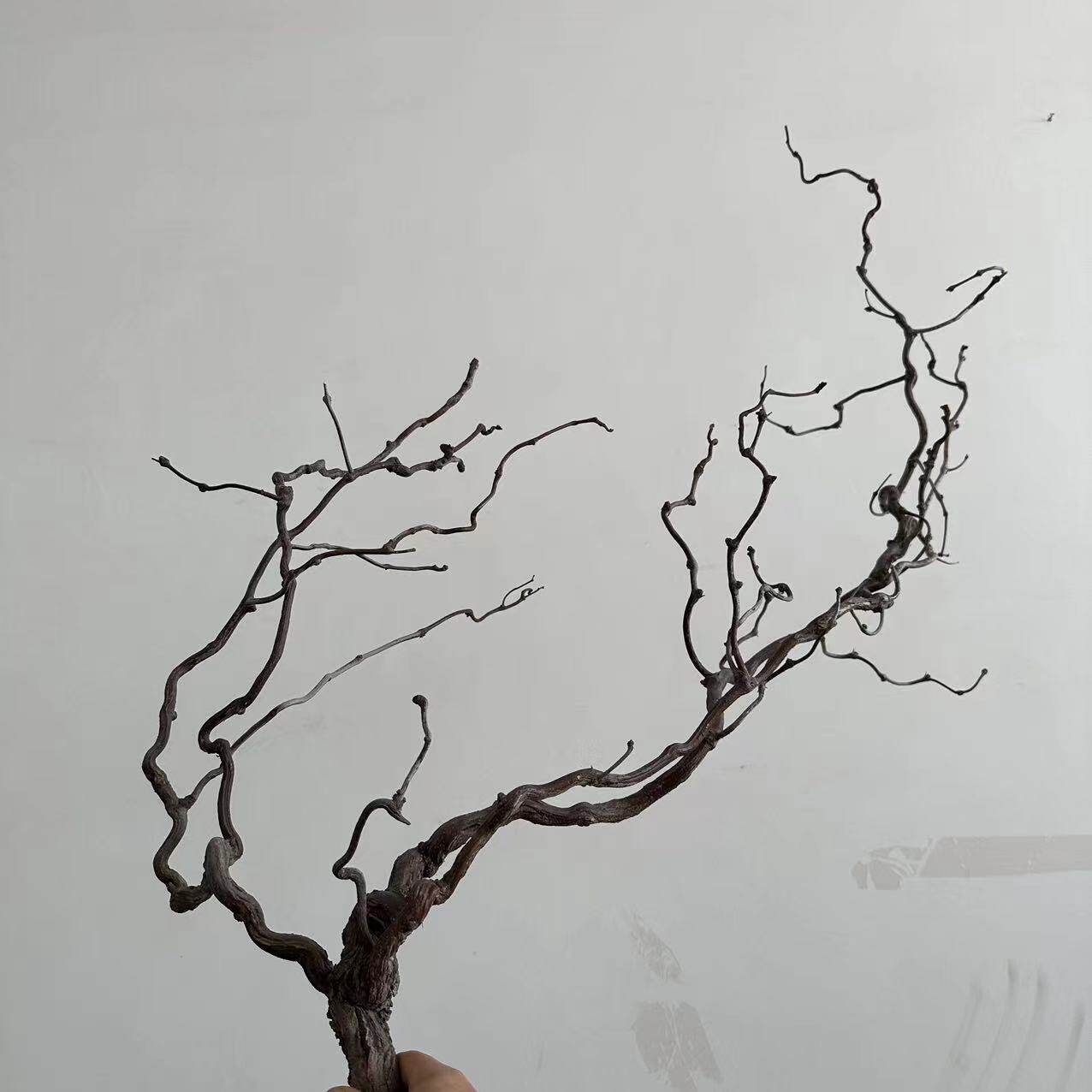 龙枣枝天然枯藤藤条软装装饰藤造型造景插花藤蔓树枝茶艺压花