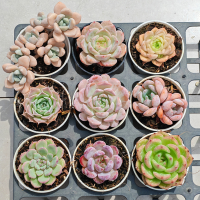 阳台绿植好养控养大颗多年生