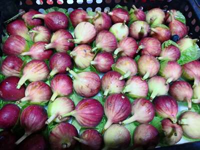 新鲜无花果红皮时令鲜果现摘20