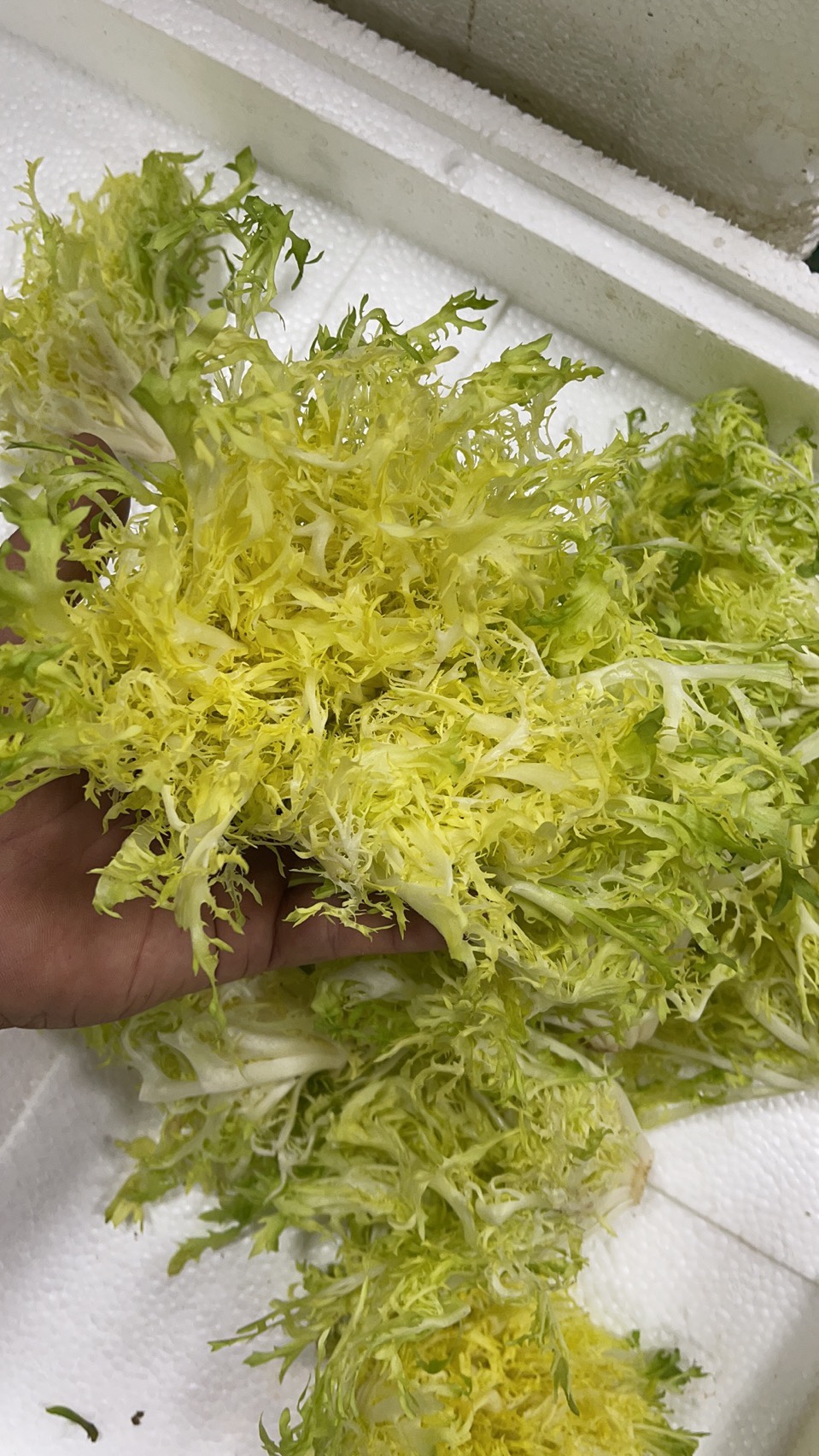 黄心苦菊,狗牙,纯黄心 沙拉 西餐.轻食.高利用率 凉拌菜250g