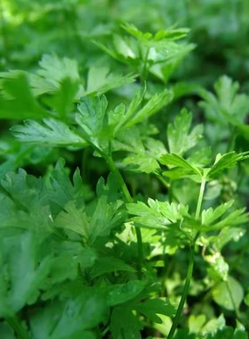 欧芹  Parsley Italian，意番西  香芹、洋芫荽、荷兰芹   250g