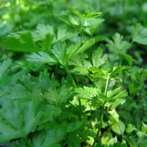 欧芹意番西香芹、、荷兰芹