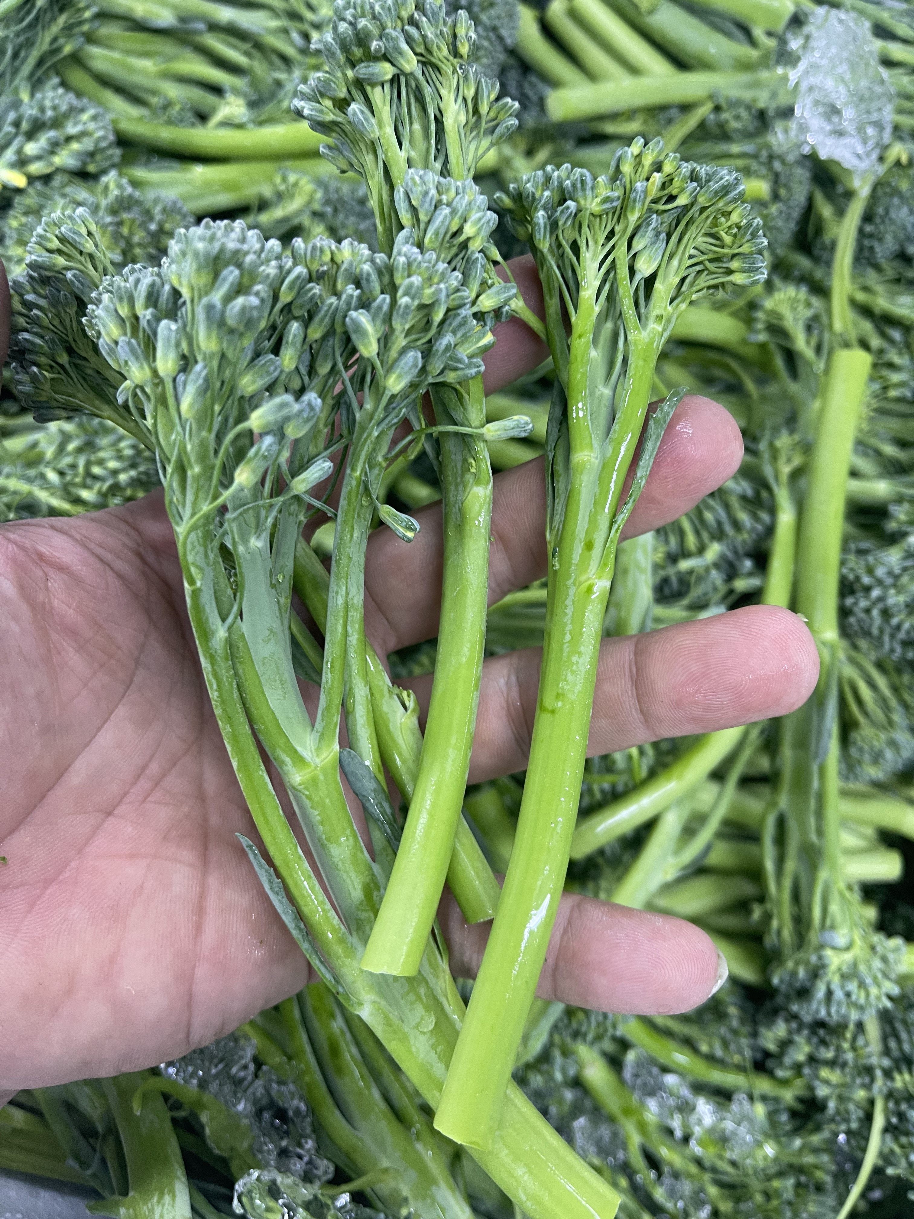 甜梗西兰苔 甜梗长西兰花 芦笋西兰花 500g 脆甜鲜嫩 新式蔬菜