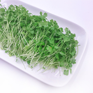 三叶香 饰摆盘 香芹苗 酒店装 25g 芹菜苗 新鲜三叶香
