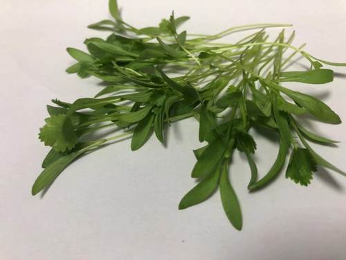 广东满80包邮顺丰 新鲜迷你香菜苗小 装饰 西餐摆盘 10元/一盒20g - 封面
