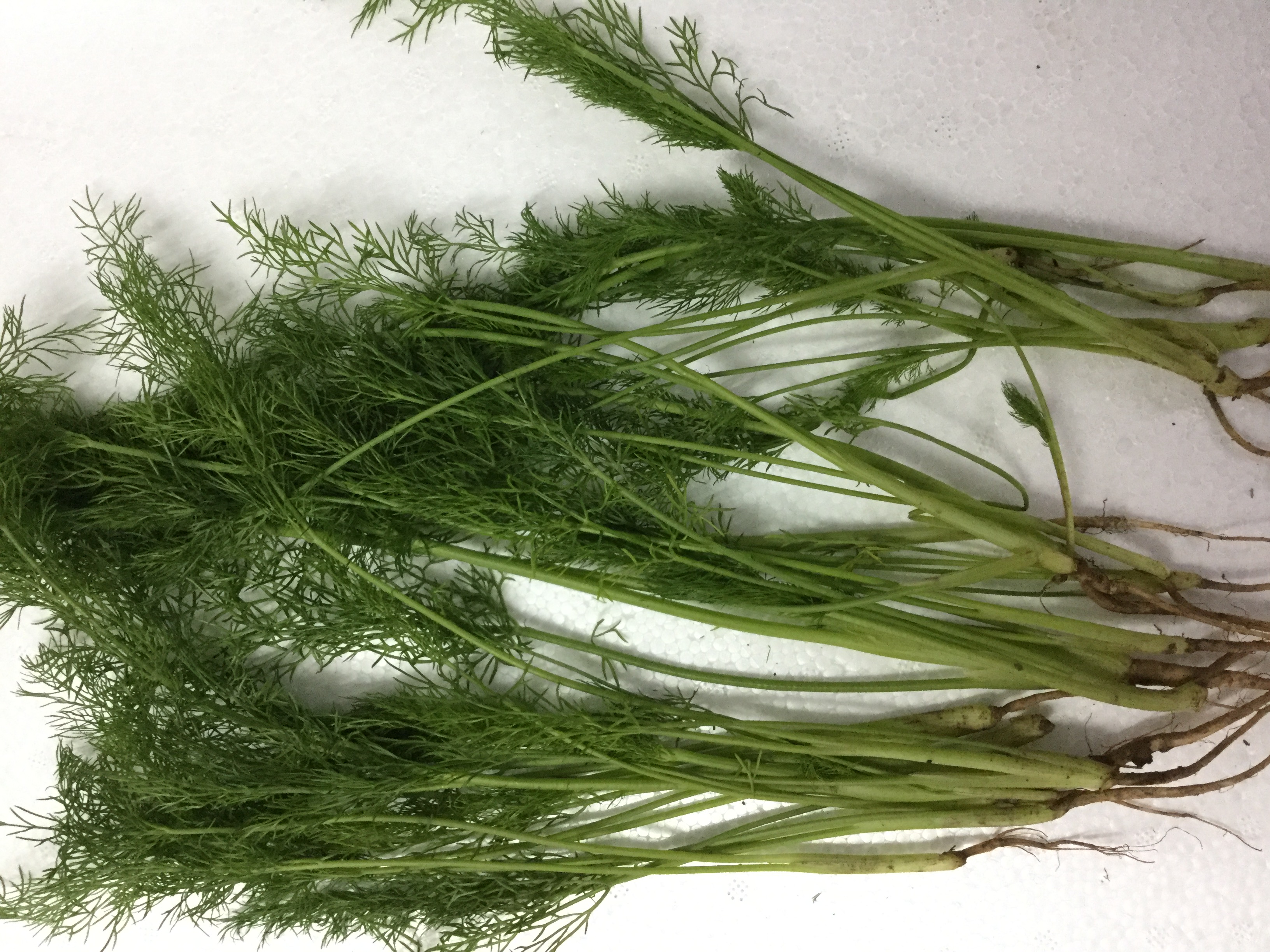 新鲜茴香菜 小茴香苗 包饺子包子丸子 农产品蔬菜一斤10元