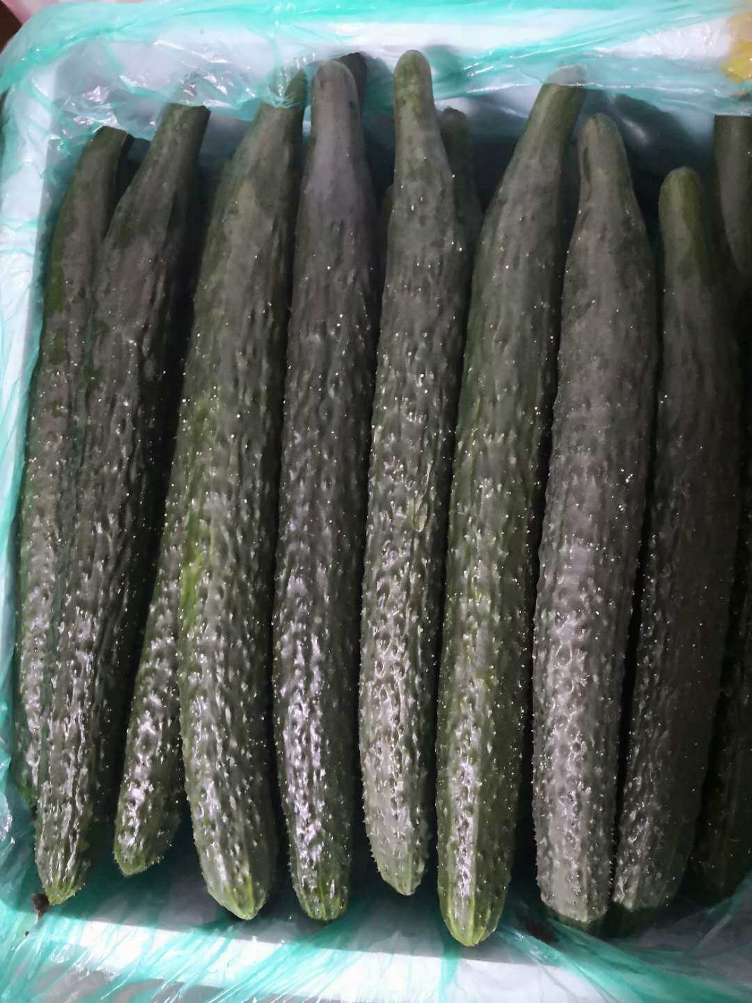 满八十顺丰包邮新鲜现摘脆大黄瓜 大青瓜 新鲜蔬菜  一斤