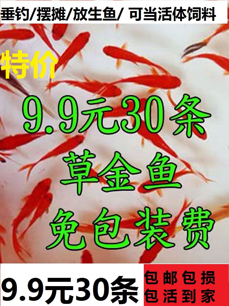 活饲料红草锦鲤易养冷水观赏鱼