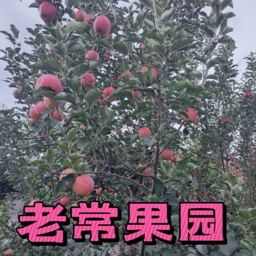 吉林省四平市梨树县老常果园奎苹2号苹果现摘现发