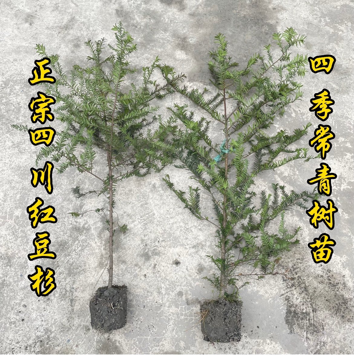【正宗】南方红豆杉树苗盆栽室内