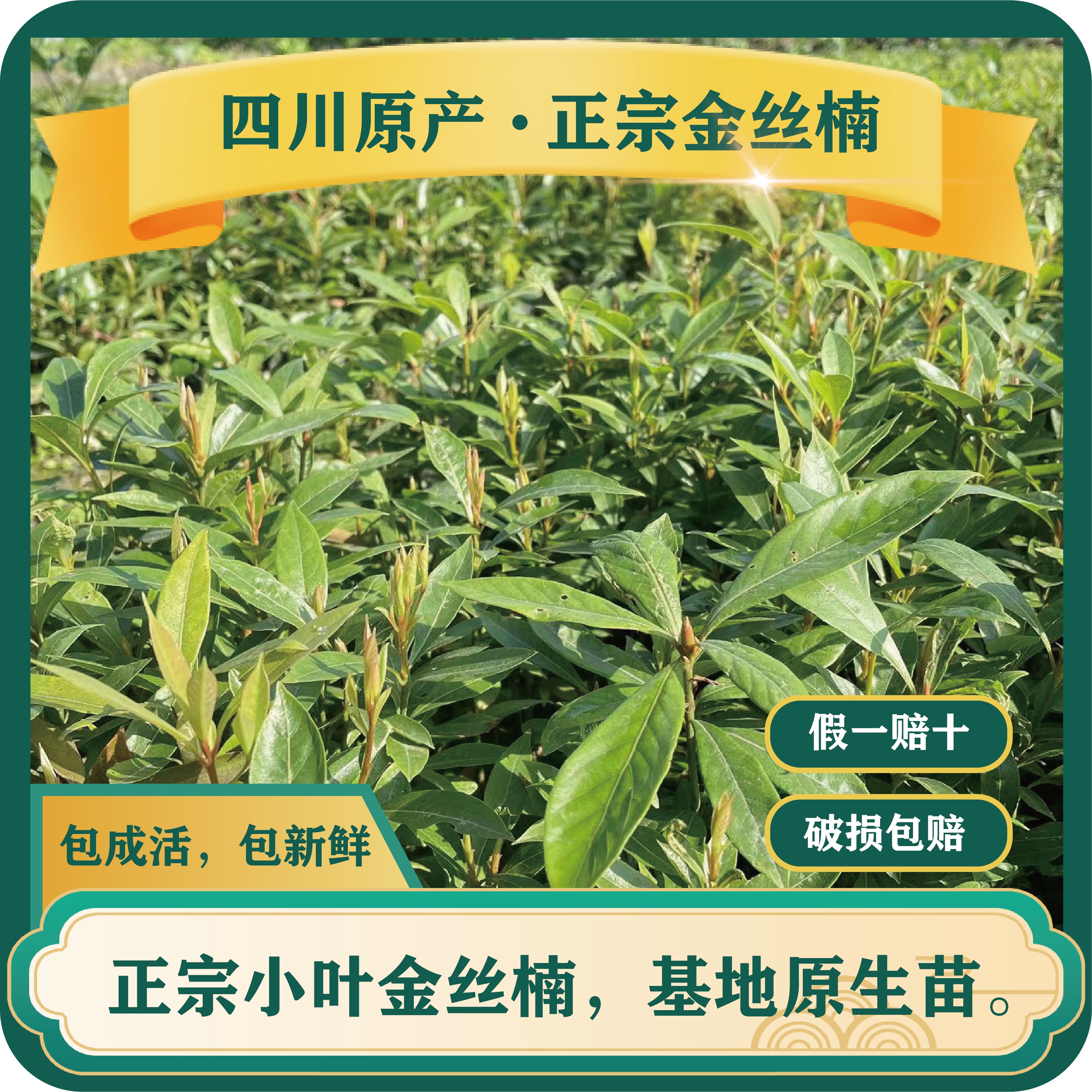 【正宗】金丝楠木树苗基地直发货盆栽园地名贵树苗带杯带土包邮