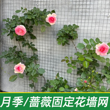 植物爬藤网架 铁丝网格 月季攀爬固定网  户外藤类爬藤墙面挂网